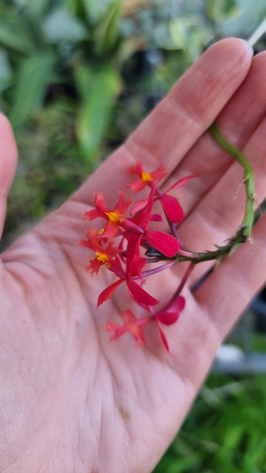 Epidendrum ibaguence - Fire-Star Crucifix Orchid