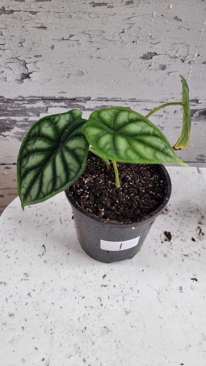 Alocasia baginda 'Black Dragon Scale' - Borneo
