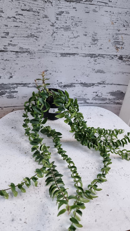Aeschynanthus radicans 'Curly' - Lipstick Plant