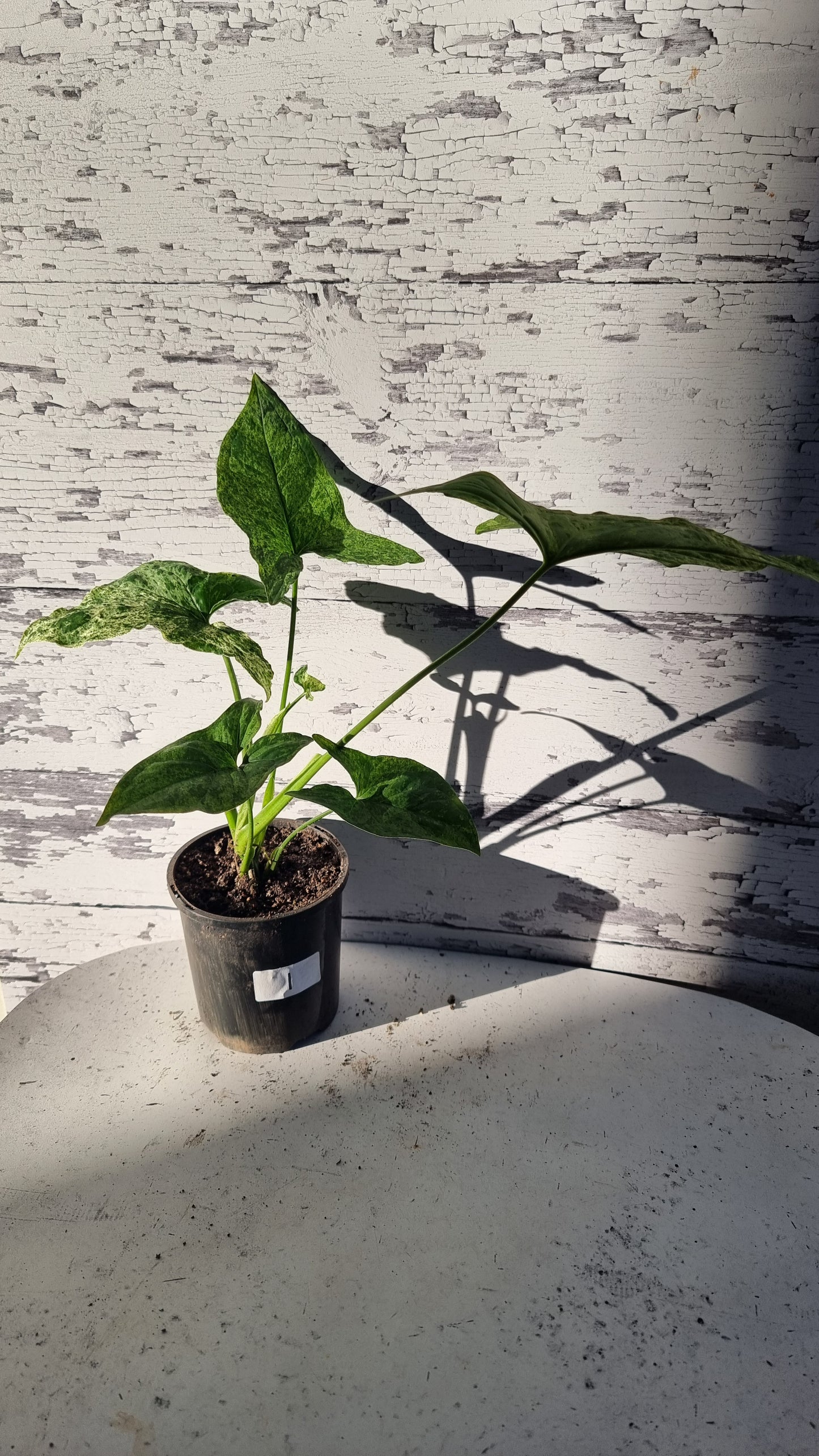 Syngium podophyllum 'Mojito' - 箭頭植物