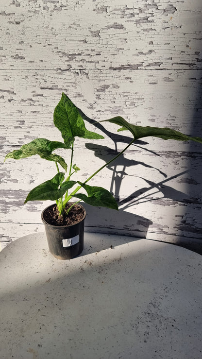 Syngium podophyllum 'Mojito' - 箭頭植物
