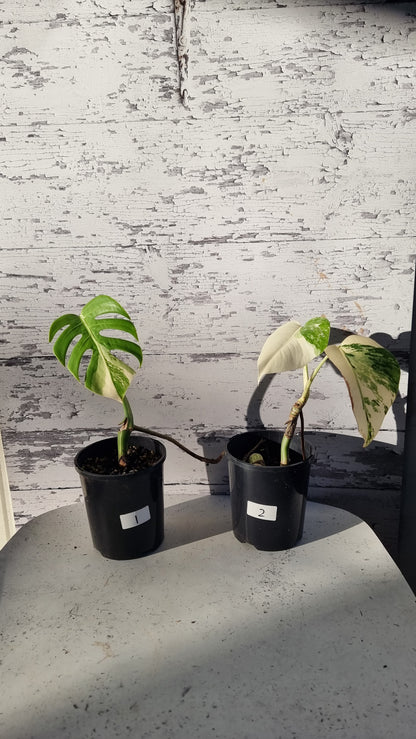 Monstera deliciosa borsigiana variegata - Variegated Fruit Salad Plant