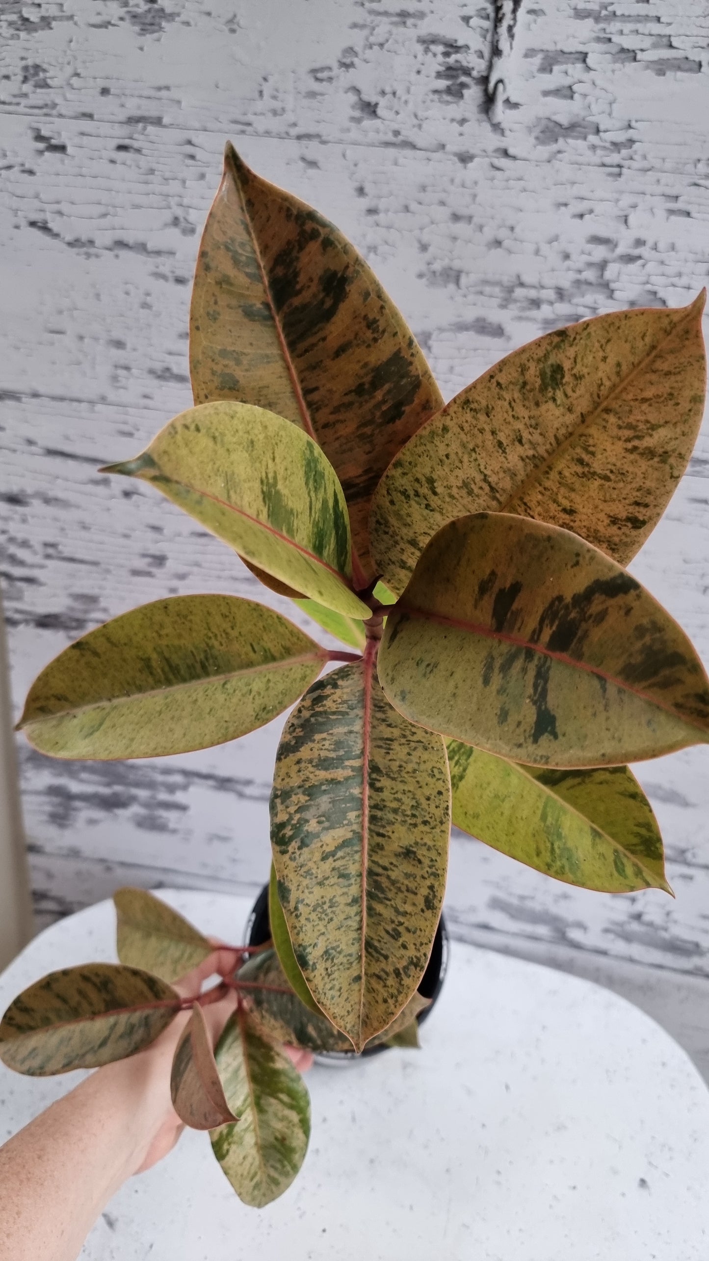 Ficus elastica ‘Shivereana’ - Rubber Plant