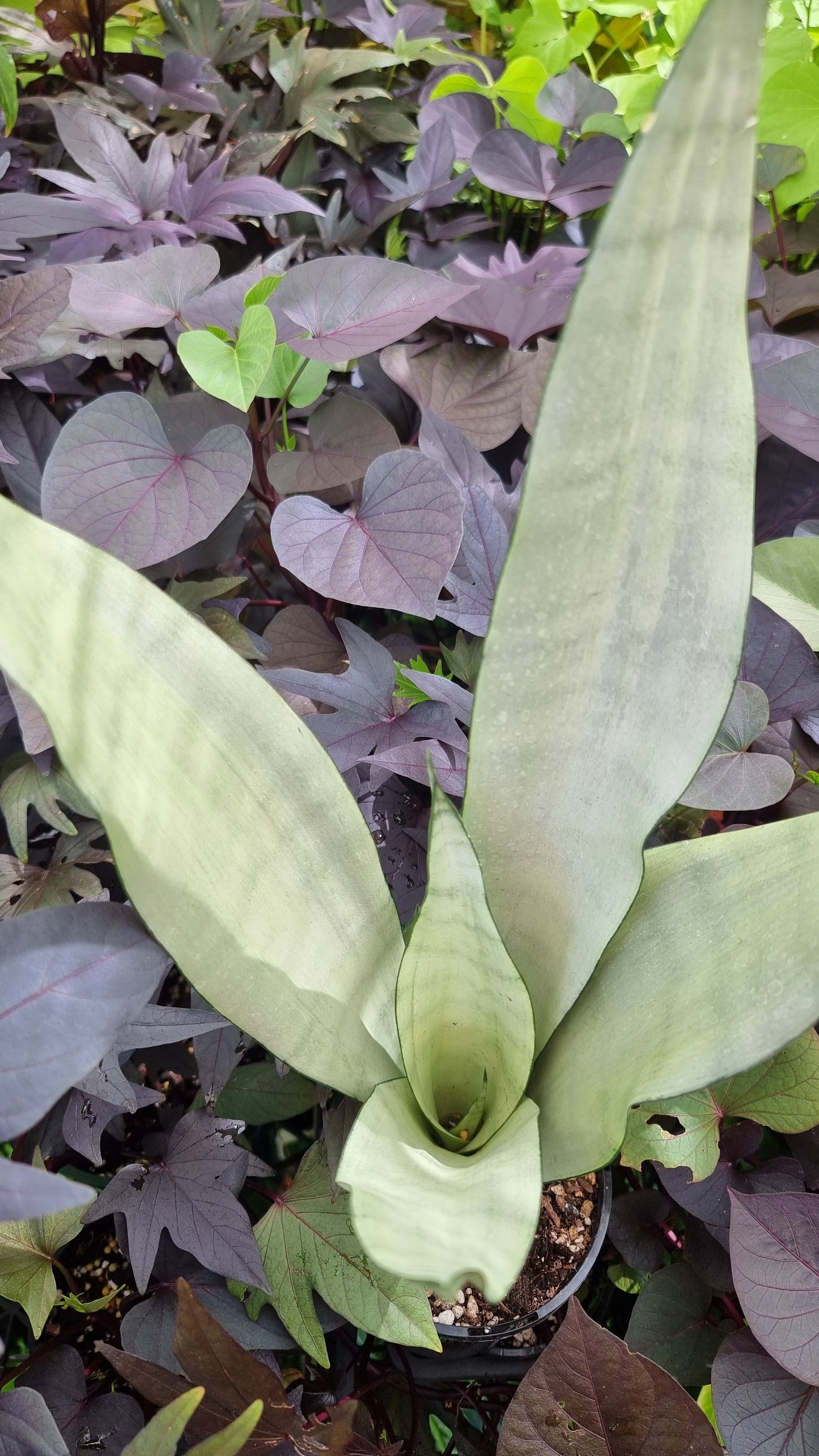 Dracaena trifasciata (prev Sansevieria) 'Moonshine' - Mother In Law Tongue