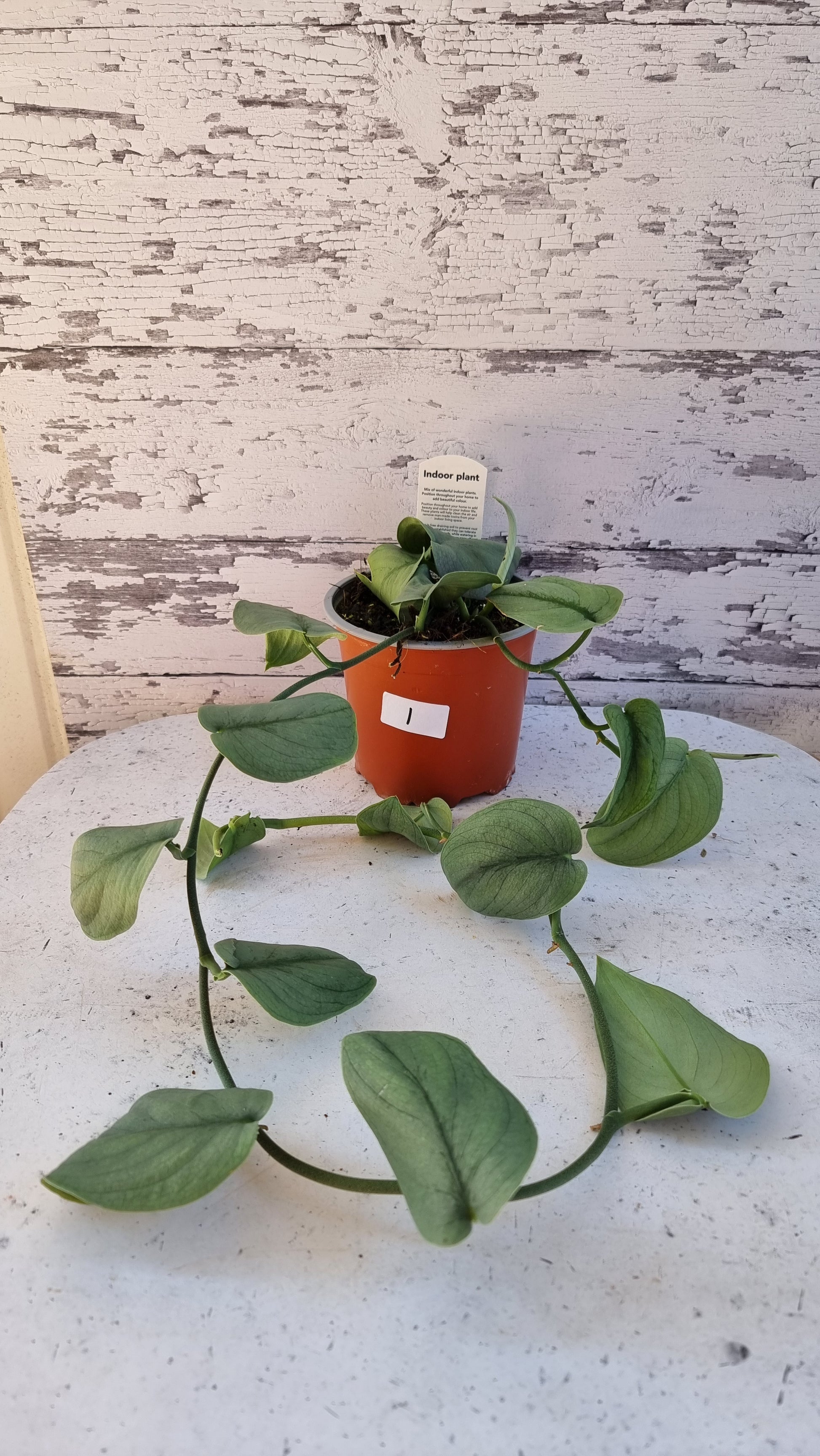 pothos 植物 Scindapsus pictus 'Exotica'