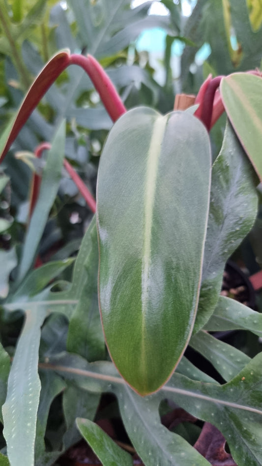 喜林芋 x '金色圖斯特拉'