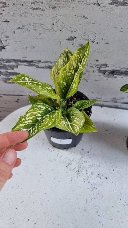 Aglaonema commutatum 'Tom's Pride'