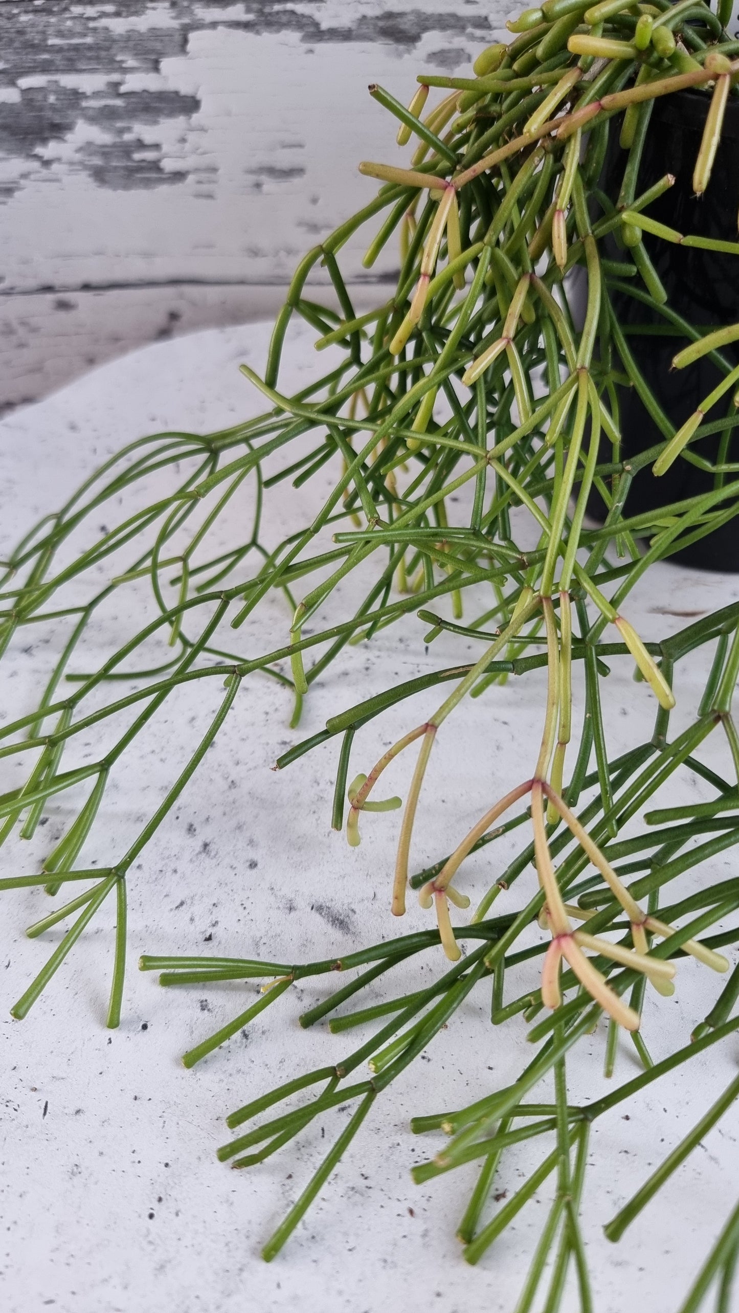 Rhipsalis clavata - 丛林仙人掌
