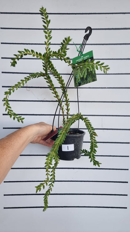 Phlegmariurus (syn. Huperzia) phlegmarioides 'QLD Layered' - Tassel Fern