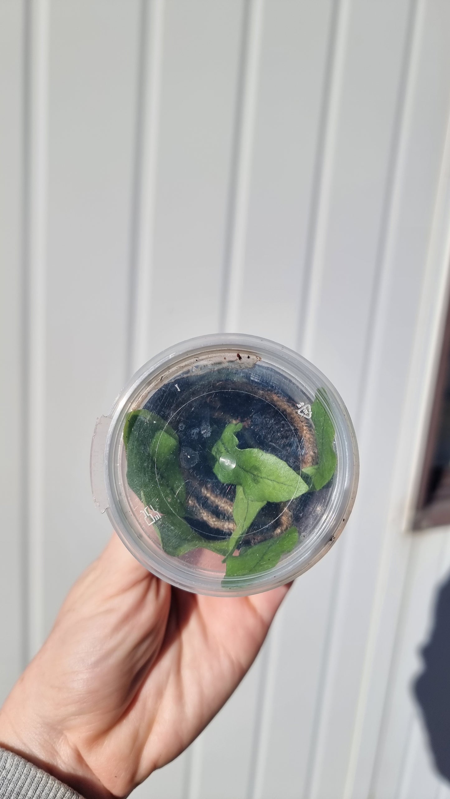 Microgramma vacciniifolia - 根茎蕨