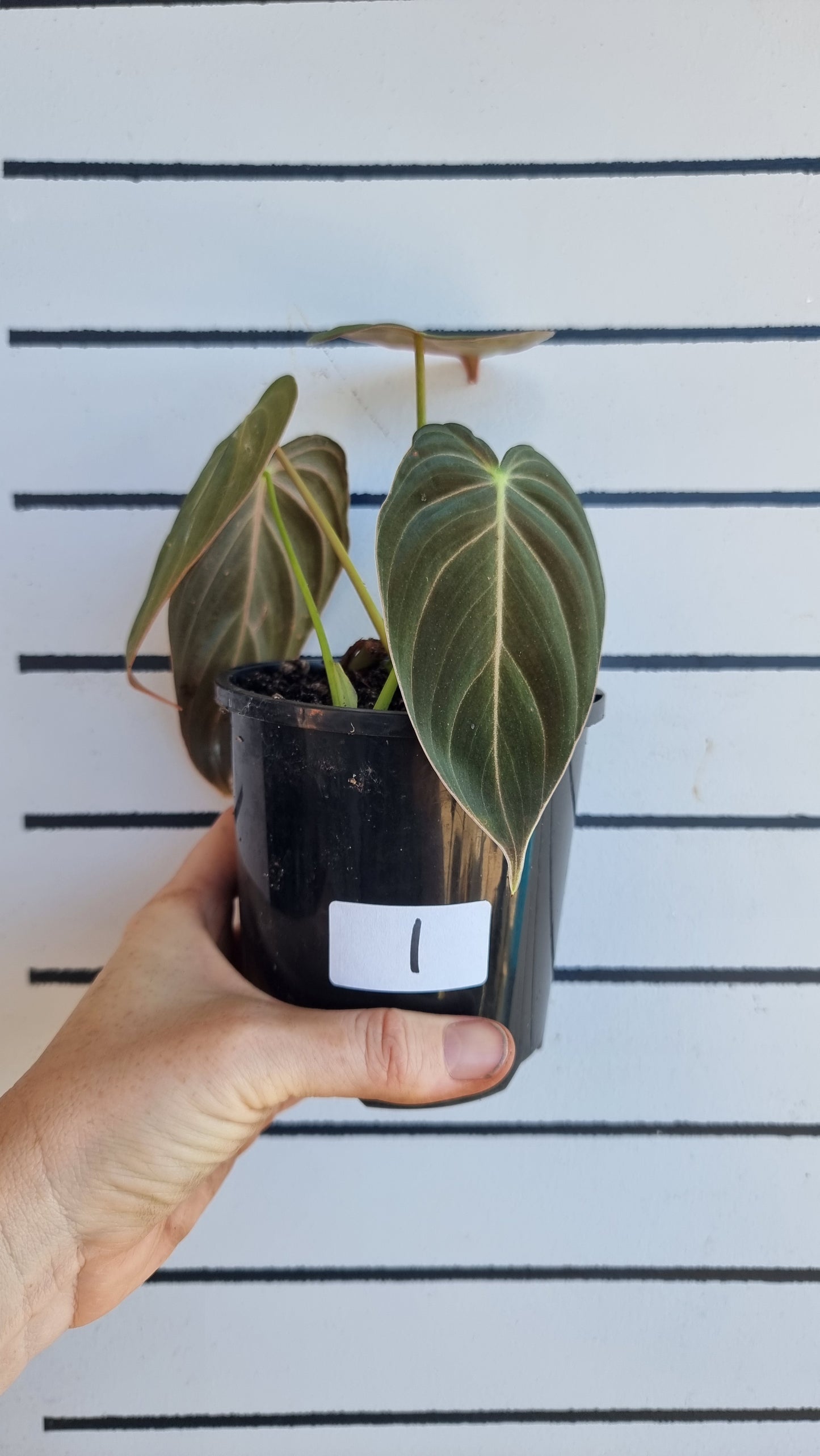 Philodendron melanochrysum