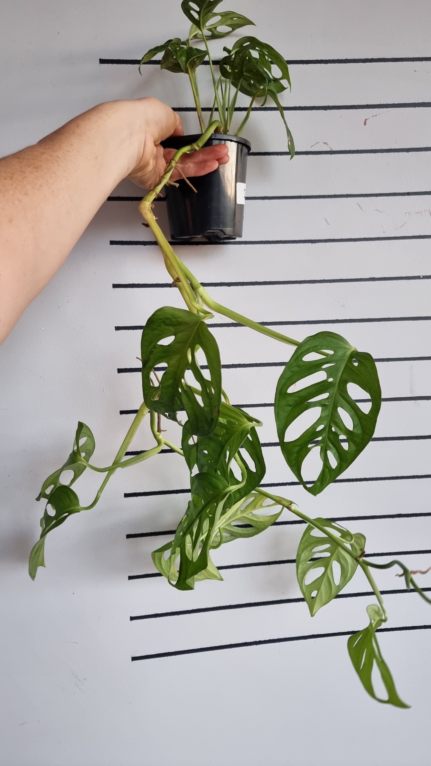 Monstera adansonii 'Monkey Mask' - Swiss Cheese Plant