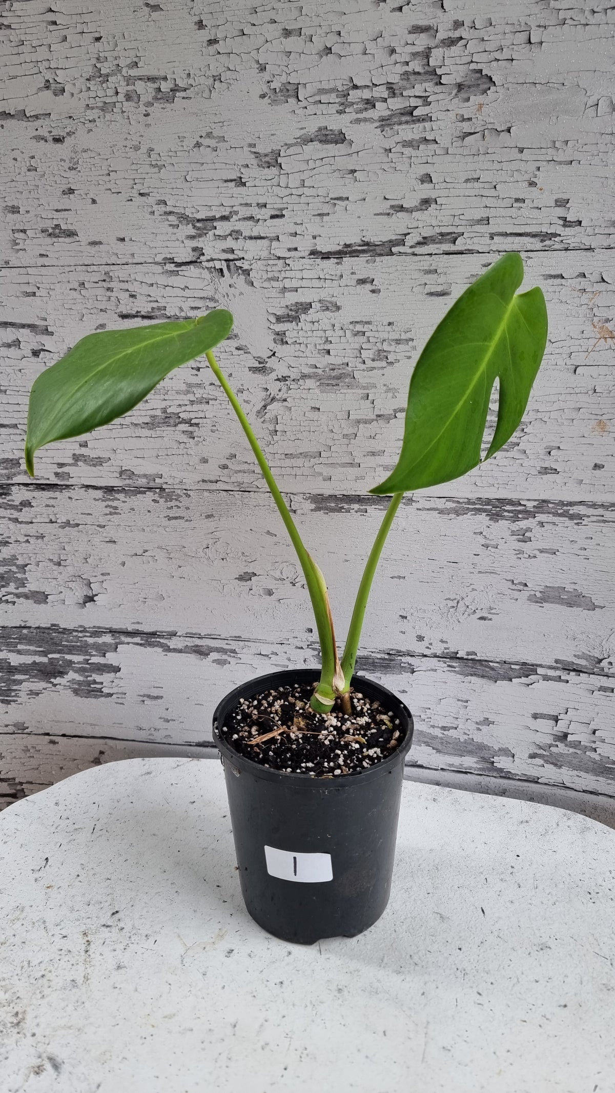 Monstera deliciosa - Fruit Salad Plant