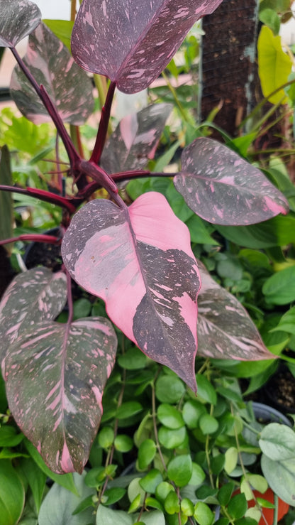 Philodendron erubescens 'Pink Galaxy'