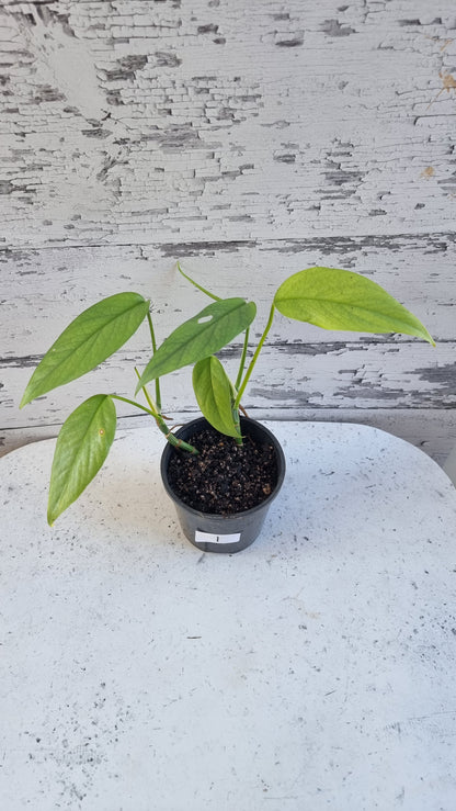Epipremnum pinnatum 'Cebu Blue' - Blue Dragons Tail Plant