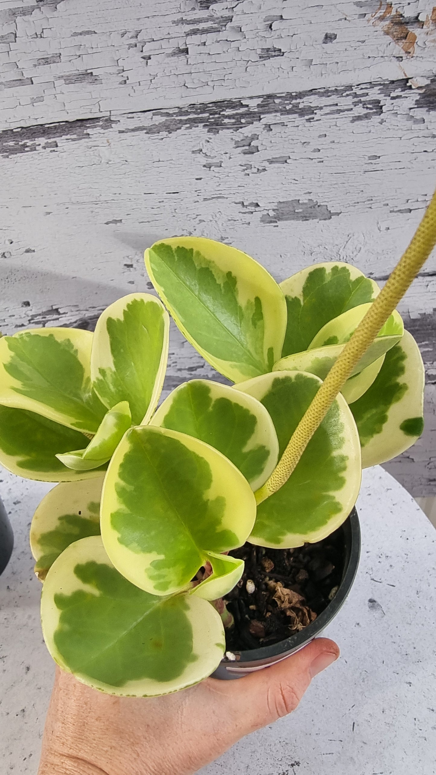 Peperomia obtusifolia albomarginata