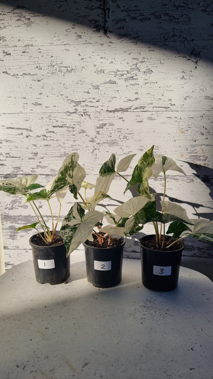 Syngonium podophyllum 'Fantasy' - Variegated Arrowhead Plant