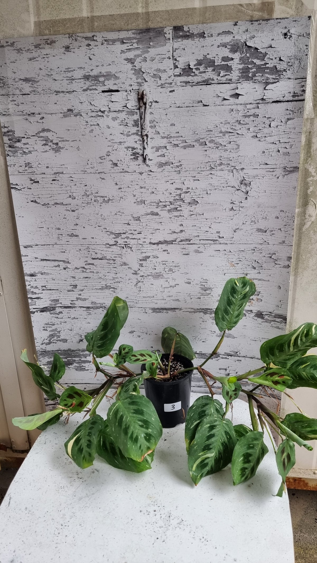 Maranta leuconeura “Kerchoveana” variegata - 杂色祈祷植物