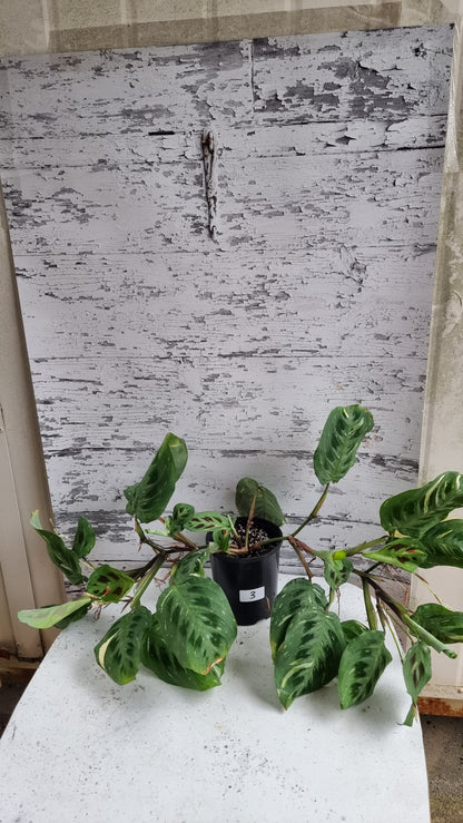 Maranta leuconeura “Kerchoveana” variegata - 杂色祈祷植物