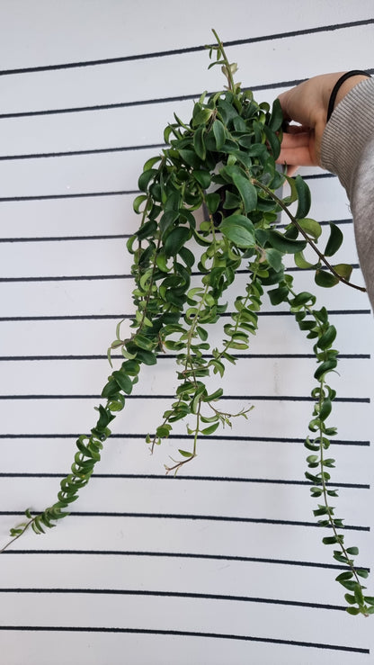 Aeschynanthus radicans 'Curly' - Lipstick Plant