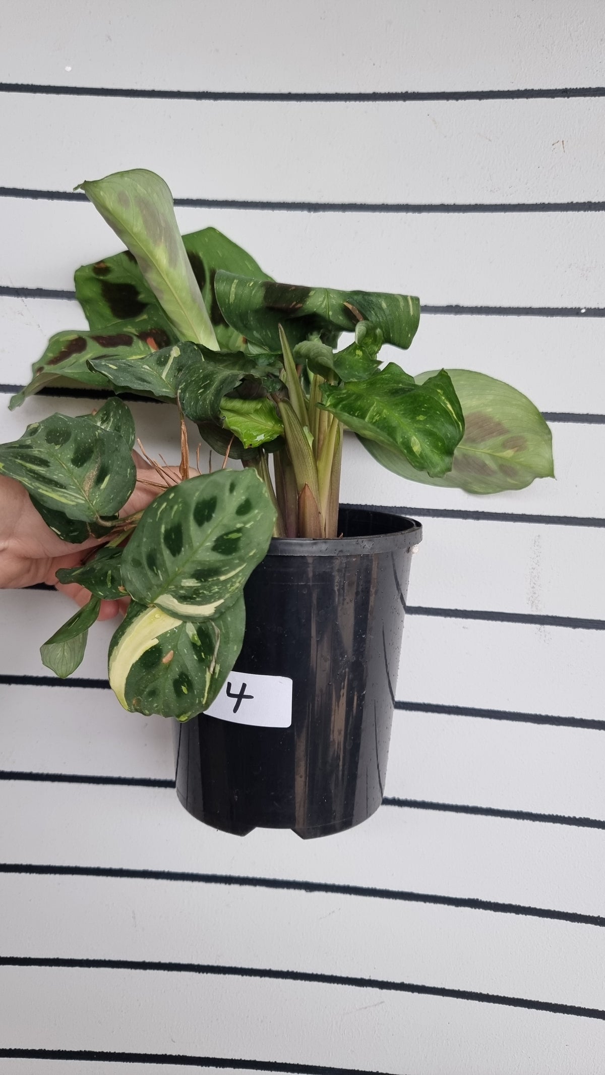Maranta leuconeura “Kerchoveana” variegata - 杂色祈祷植物