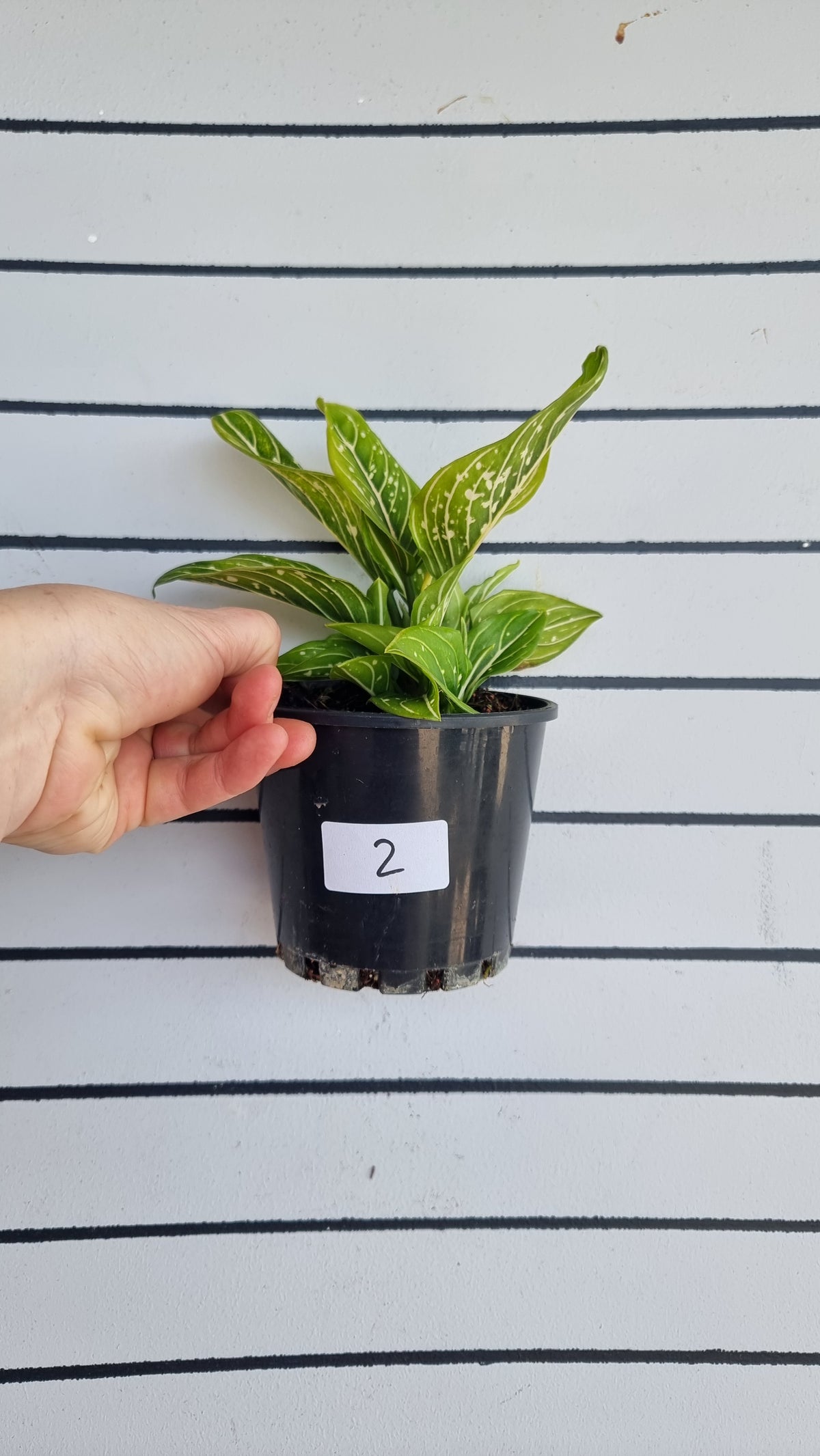 Aglaonema commutatum 'Tom's Pride'