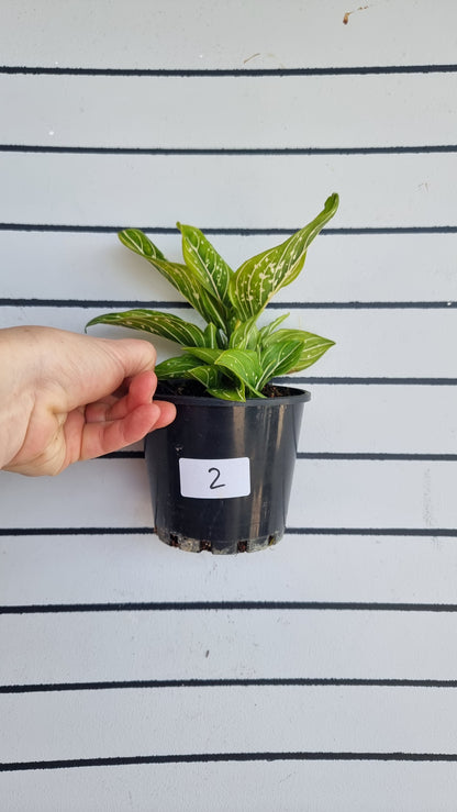 Aglaonema commutatum 'Tom's Pride'