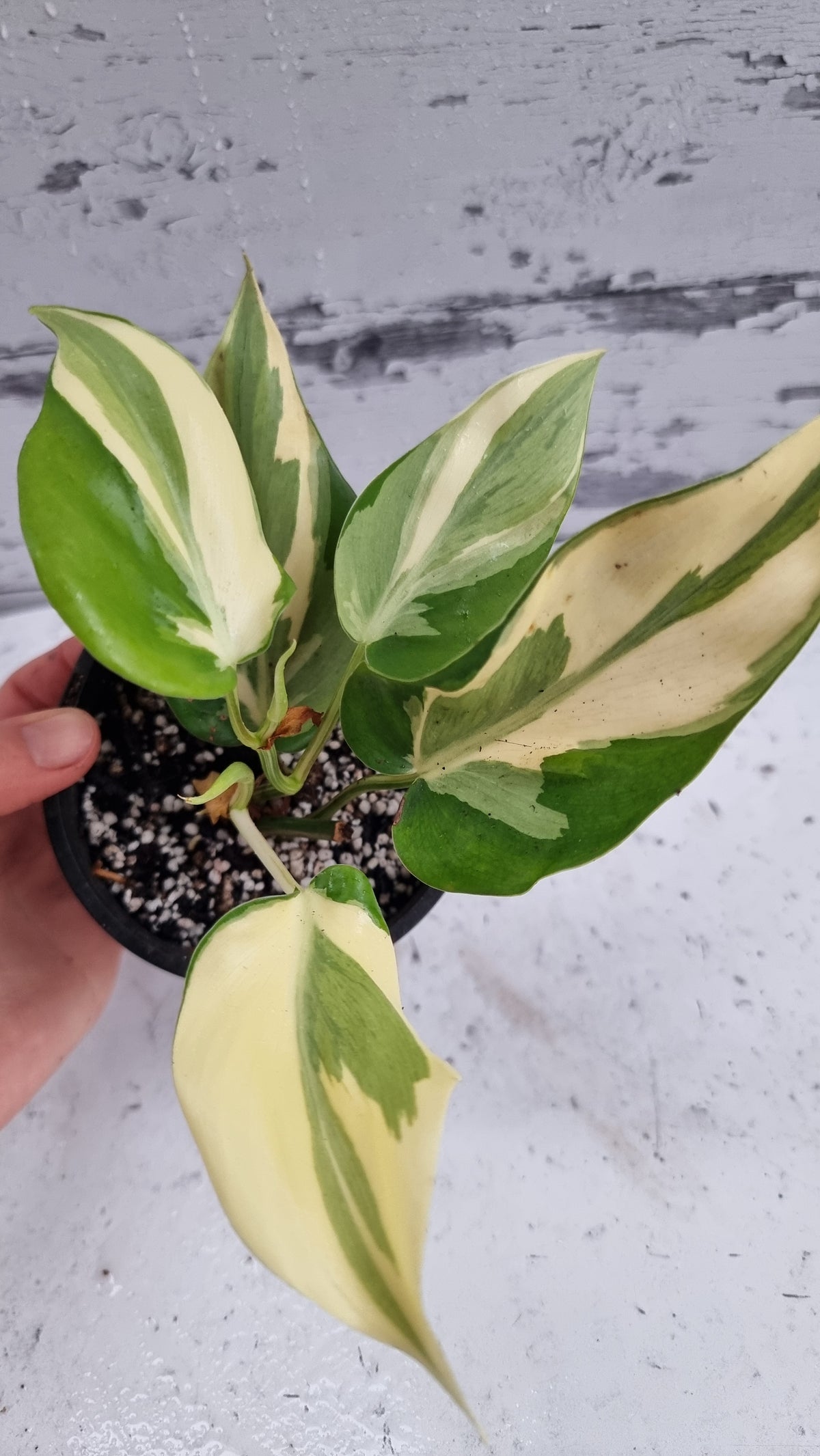Philodendron hederaceum 'Rio'