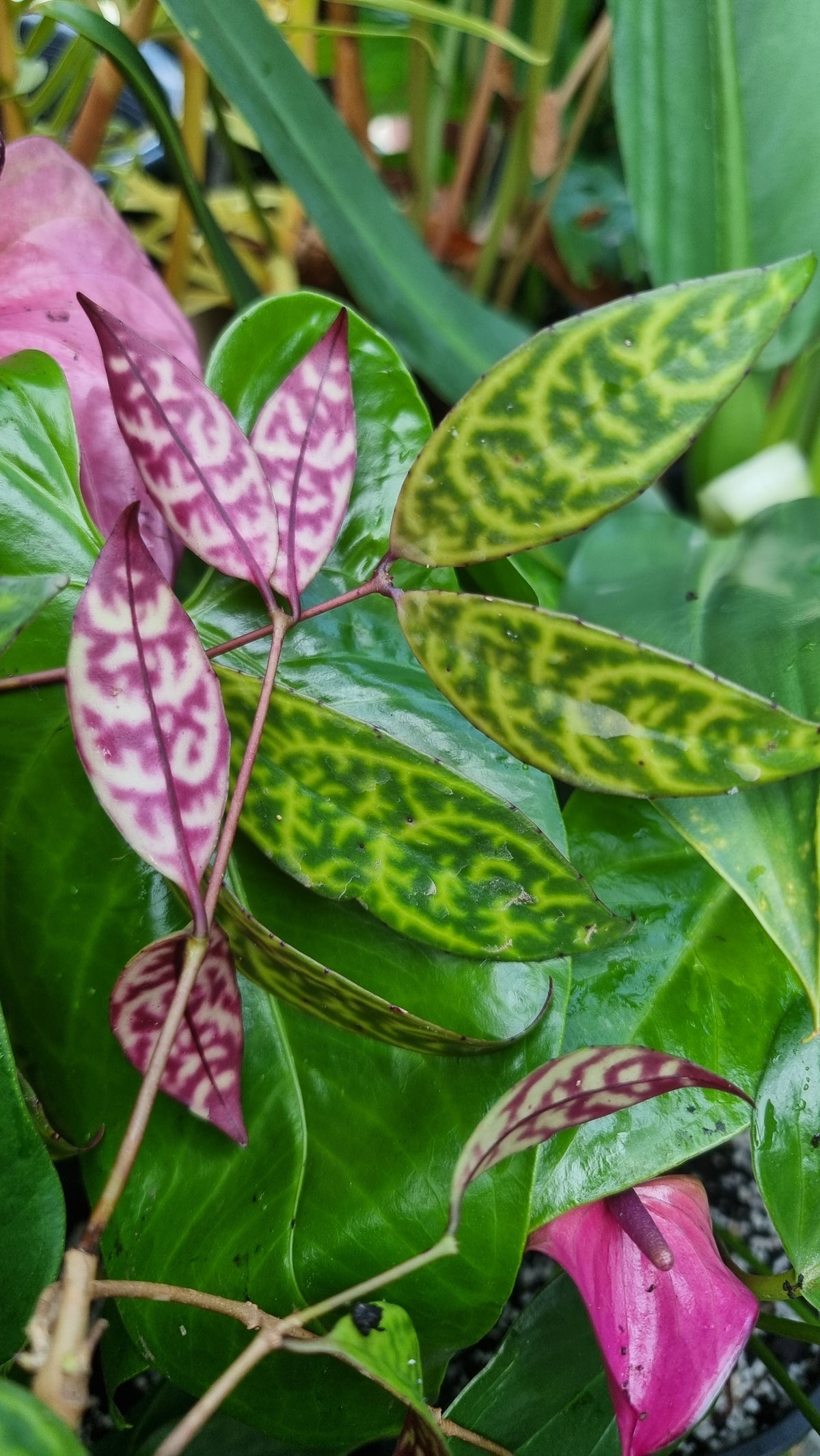 Aeschynanthus longicaulis ‘Black Pagoda’ - Lipstick Plant