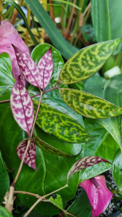 Aeschynanthus longicaulis ‘Black Pagoda’ - Lipstick Plant