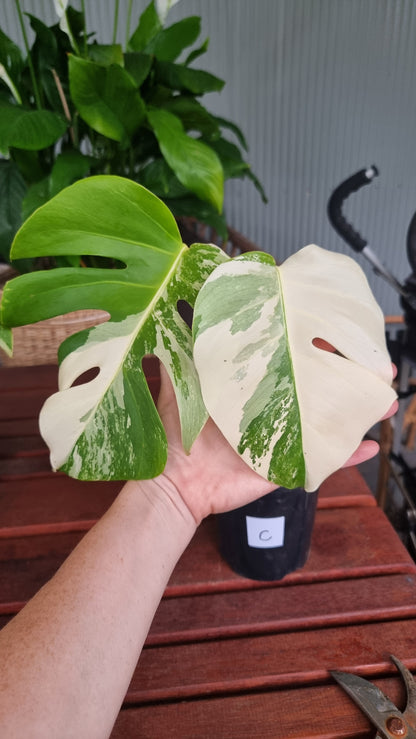 Monstera deliciosa borsigiana variegata - Variegated Fruit Salad Plant