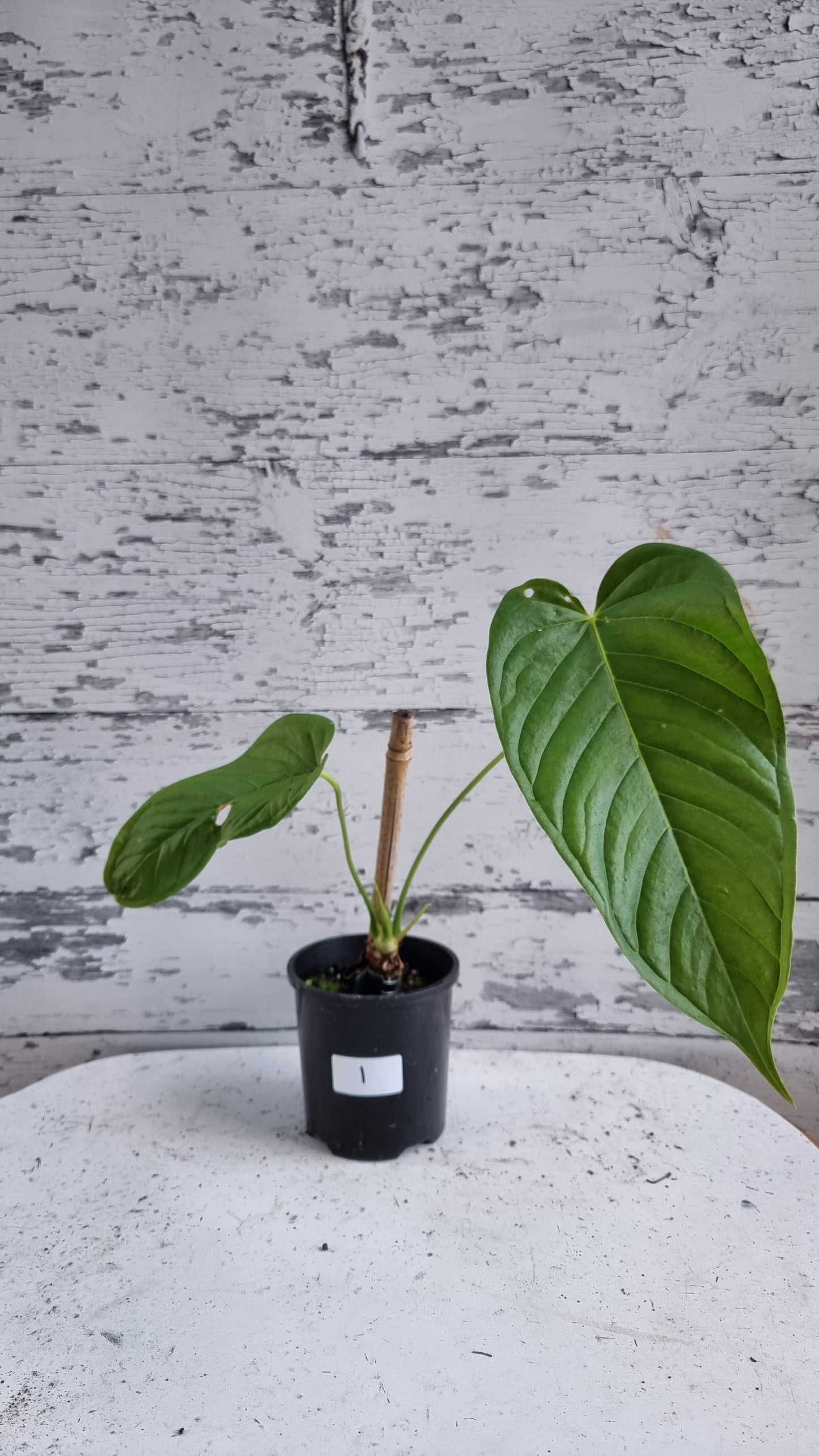 Anthurium cuspidatum - Oblong Berry Tree