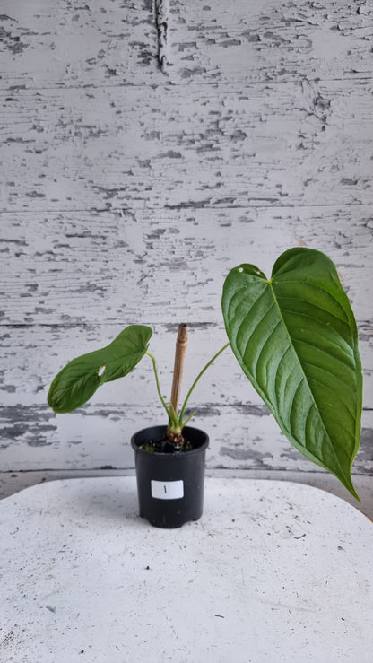 Anthurium cuspidatum - Oblong Berry Tree