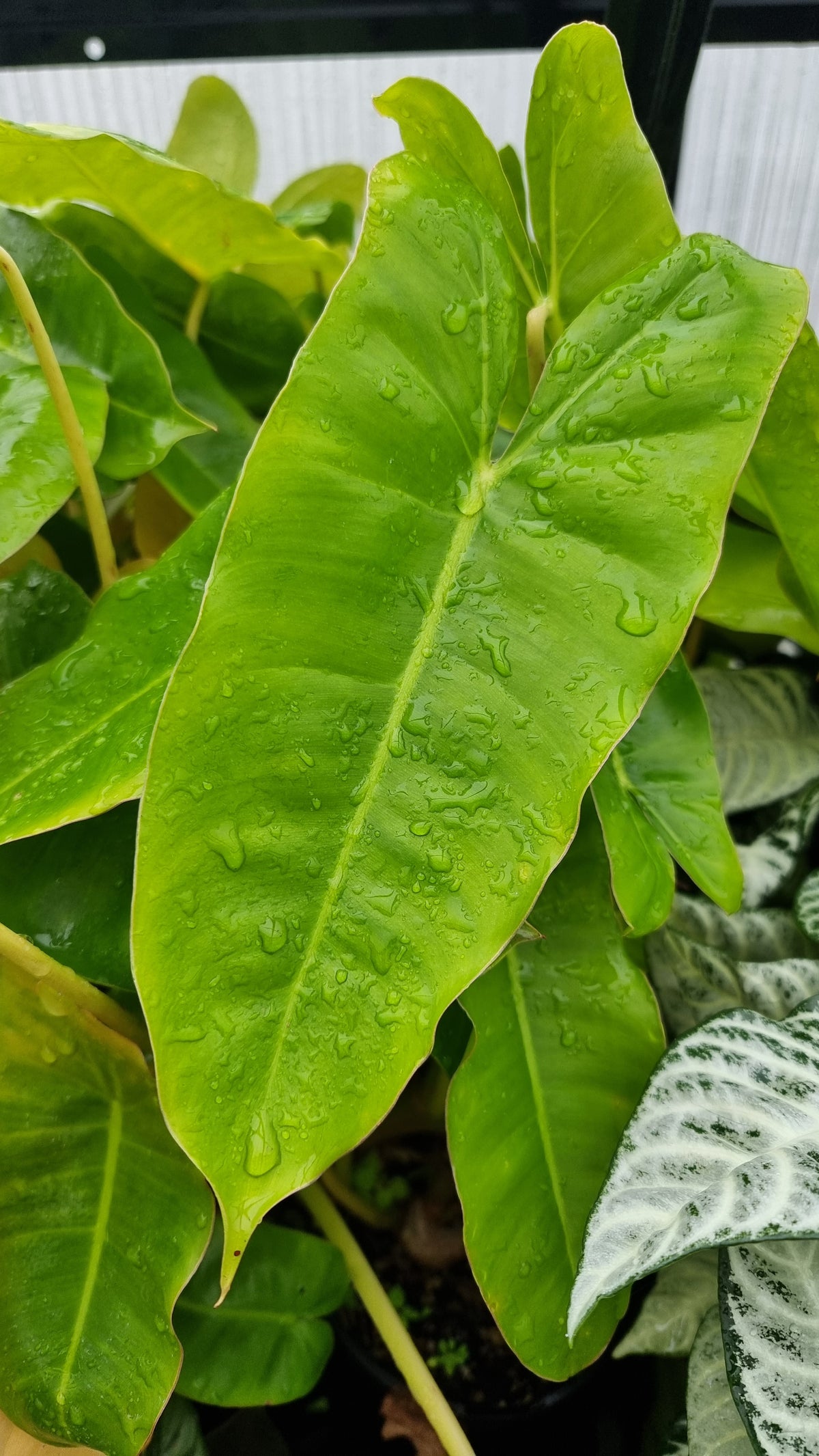 Philodendron 'Burle Marx'