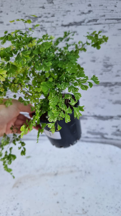Adiantum raddianum 'Variegatum' - Variegated Delta Maidenhair Fern