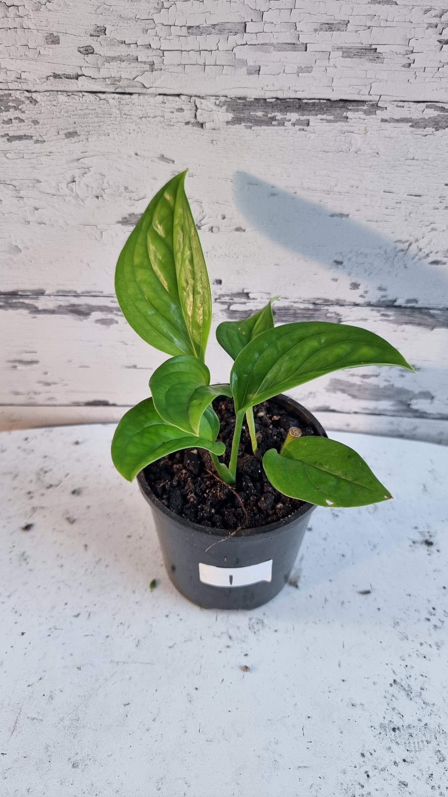 Monstera pinnatiparita