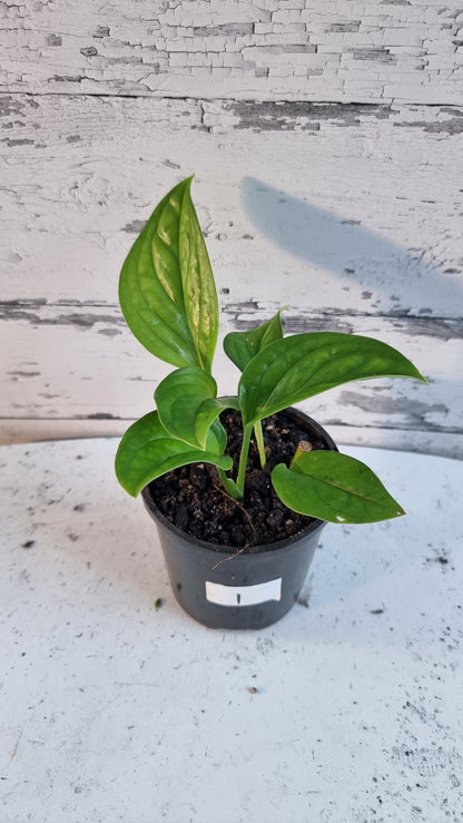 Monstera pinnatiparita