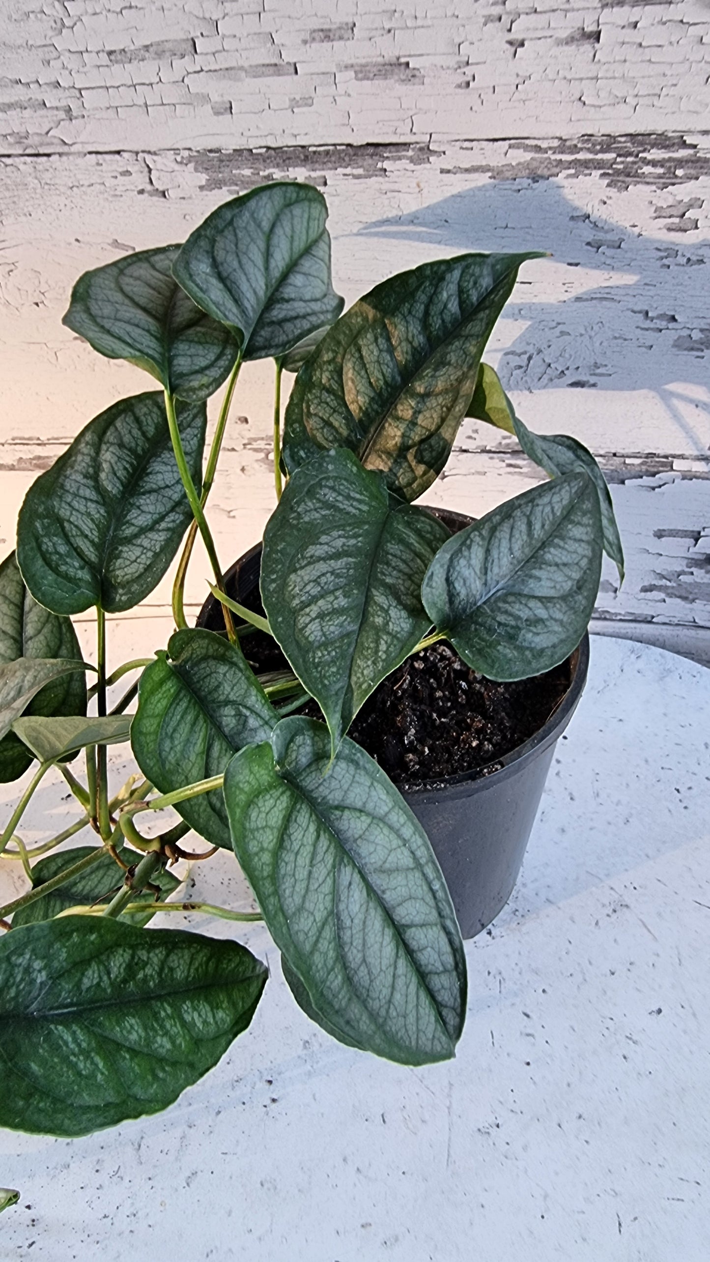 Monstera siltepecana