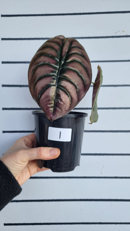 Alocasia cuprea ‘Red Secret’ - Mirror plant, Elephant ear.