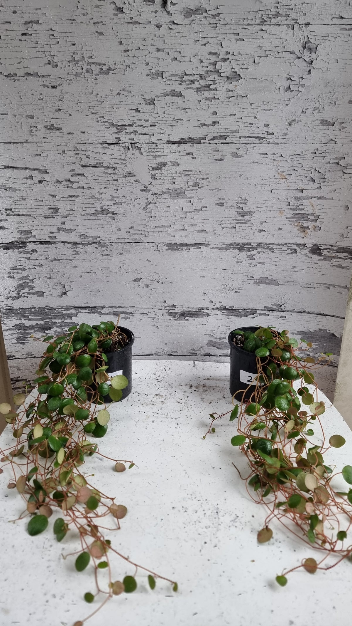 Peperomia prostrata 'Pepperspot' - String of Coins