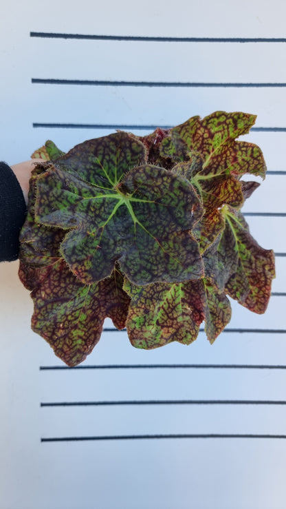 Begonia fuscomaculata var. NOID 'Plum Swirl'