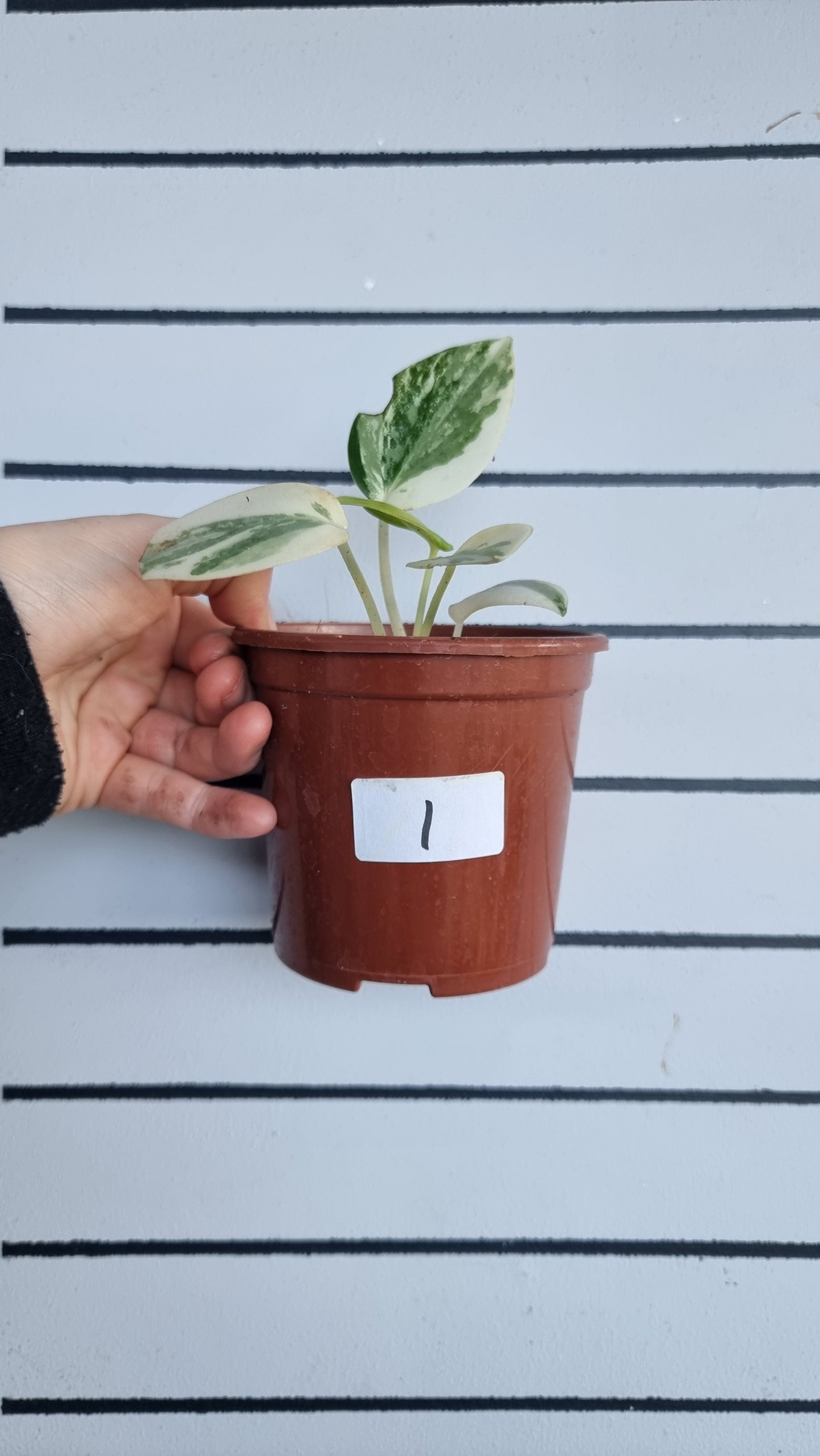 Peperomia maculosa 'Xiang Cao' variegata - Variegated Radiator Plant