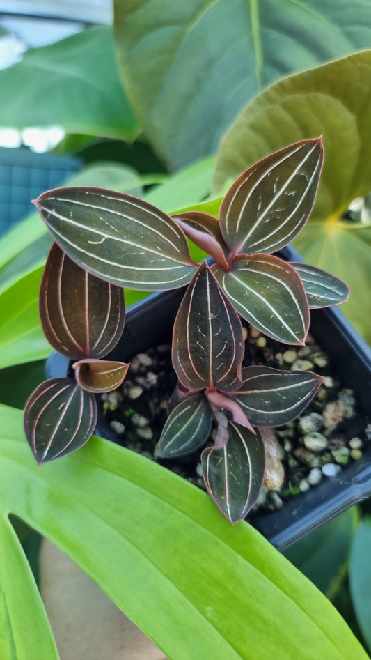Ludisia discolor 'Jinhua' - Jewel Orchid