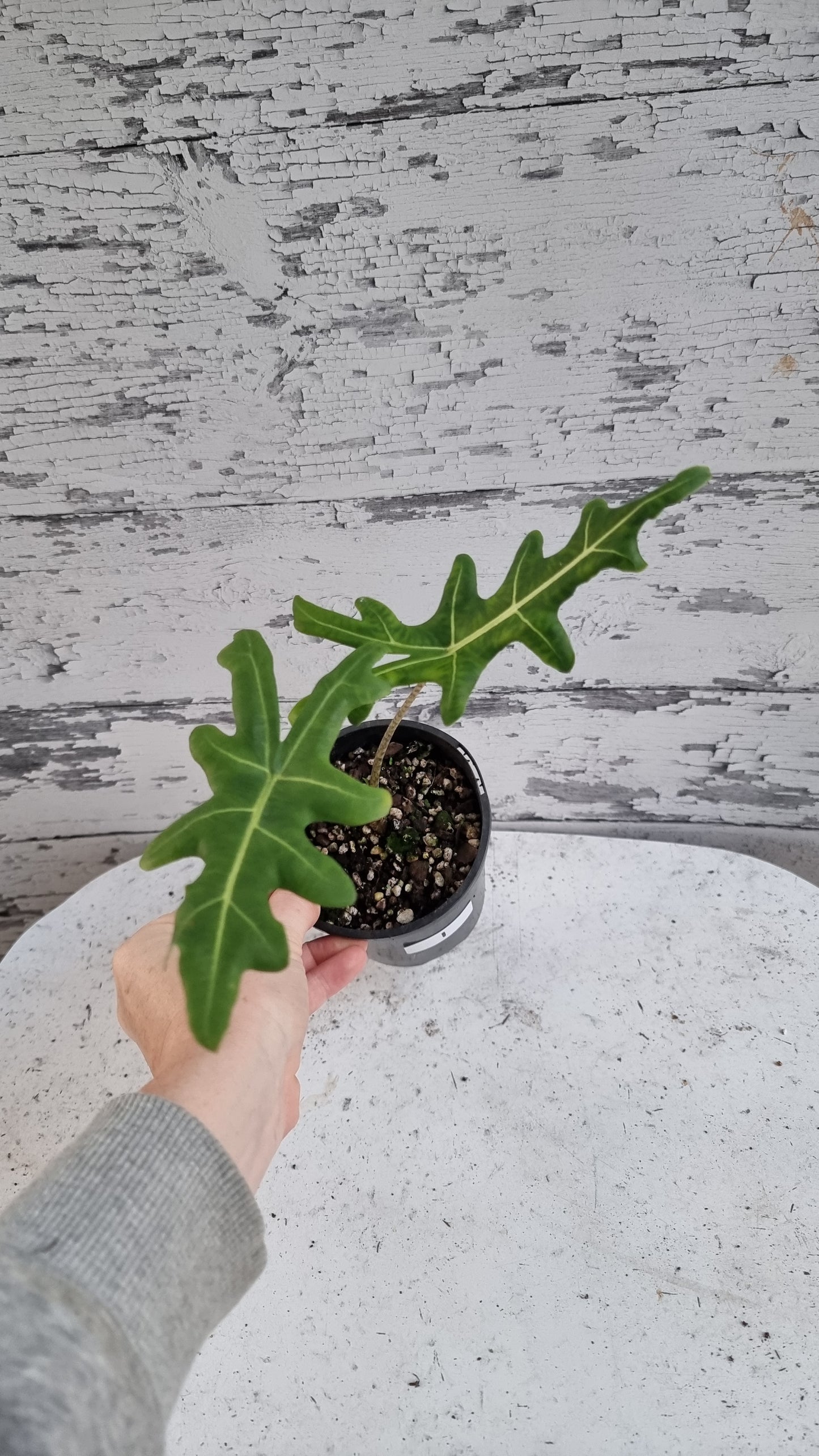 Alocasia portei - Malaysian Monster