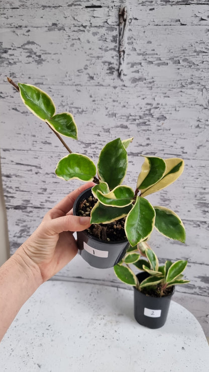 Hoya carnosa 'Krimson Queen' - Albo Variegated Wax Vine Plant
