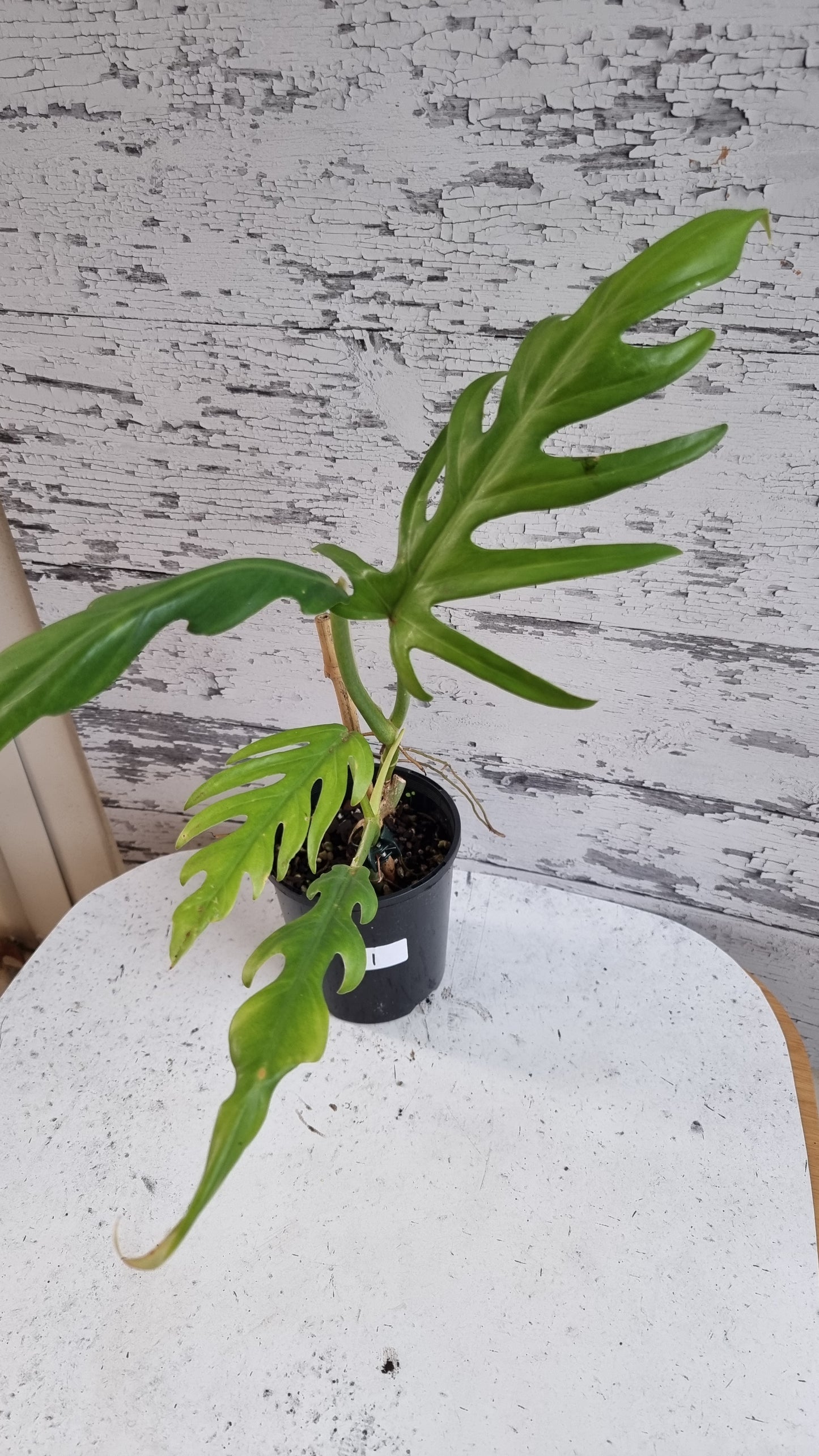 Philodendron elegans - Skeleton Key Plant