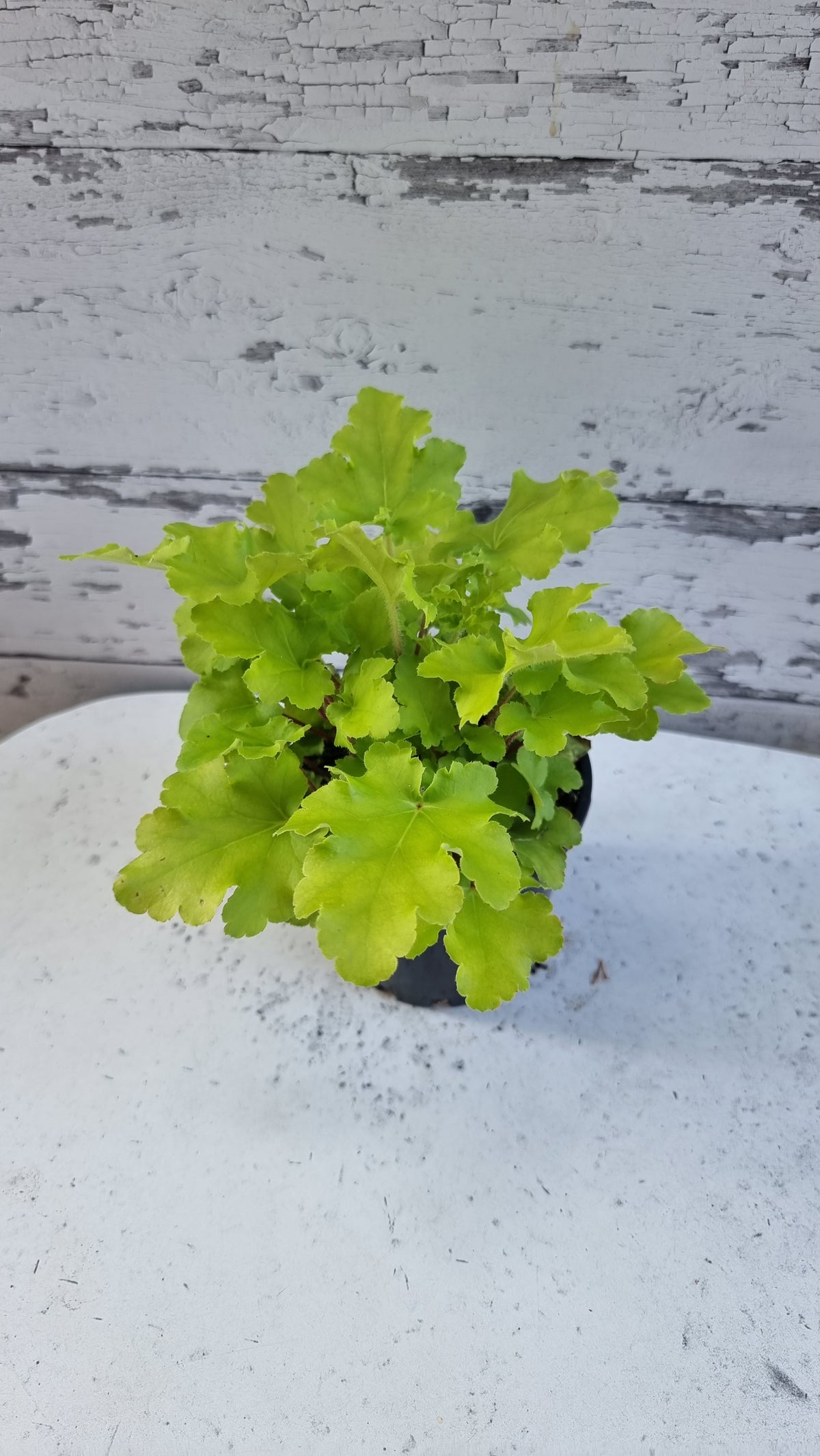 Heuchera '青檸果醬' - 珊瑚鐘