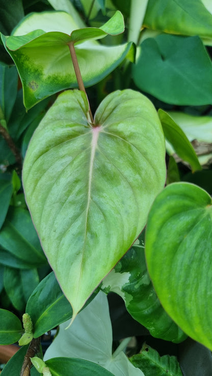 Philodendron NOID 'TC pastazanum silver'