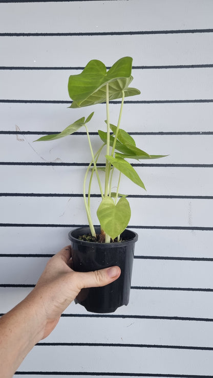 Xanthosoma 'Lime Zinger'