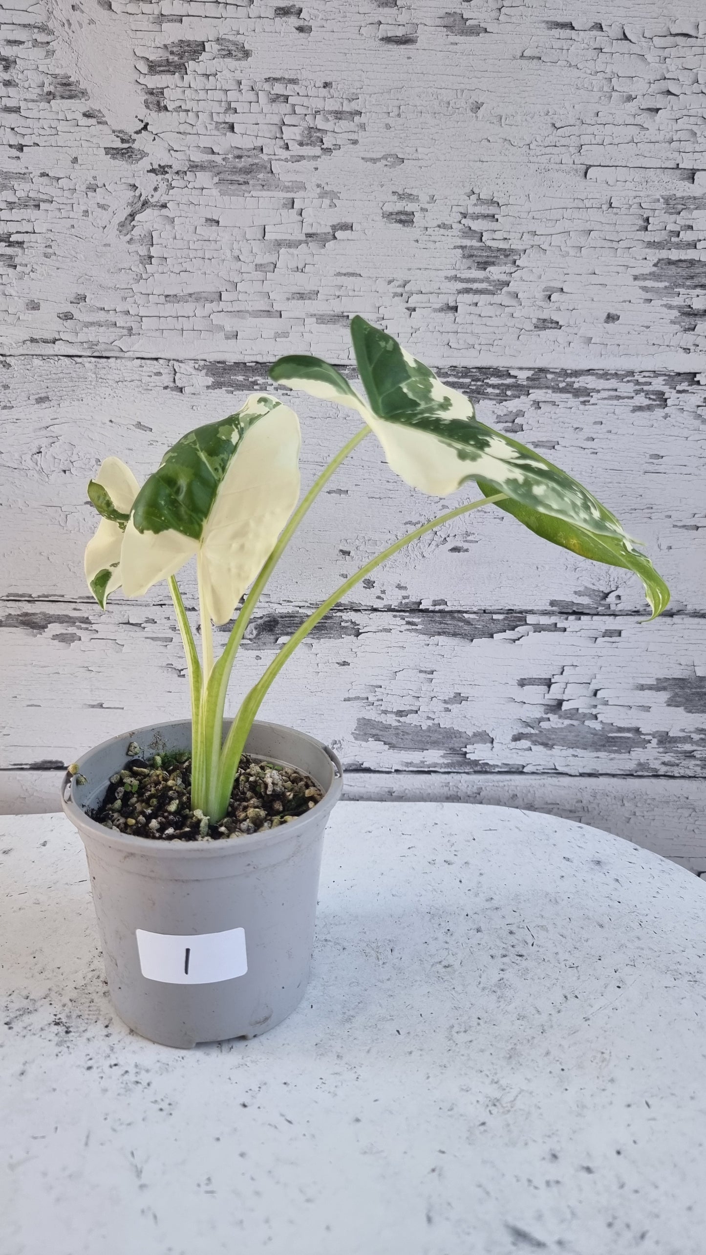 Alocasia Macrorriza variegata - 雜色象耳